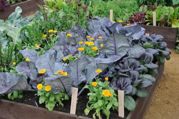 Organic gardening tips - weeding