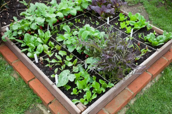 Organic gardening tips - rotating crops