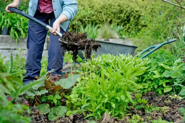 Organic gardening tips - mulching