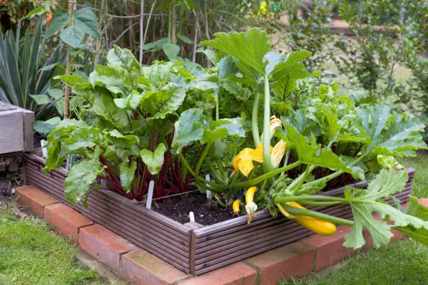 Organic gardening tips - using a raised bed
