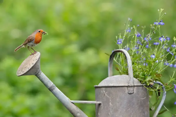 Organic gardening tips - robin with caterpillar