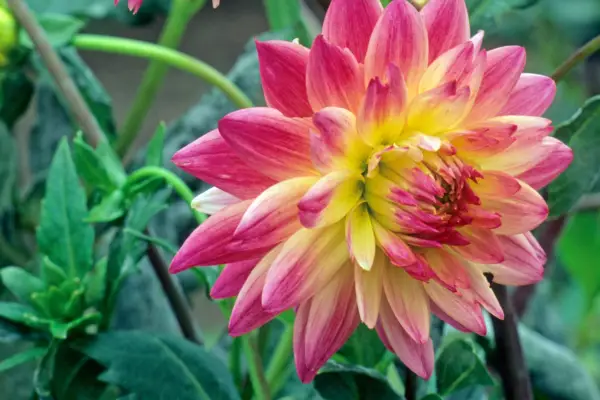 Dahlia ‘Biddenham Strawberry’. Getty Images
