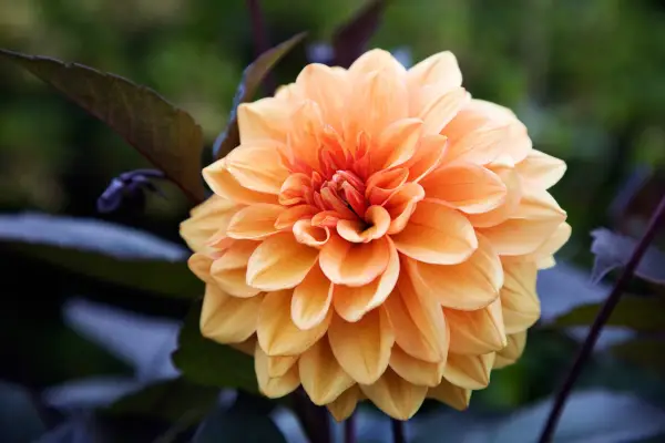 Dahlia ‘David Howard’. Getty Images