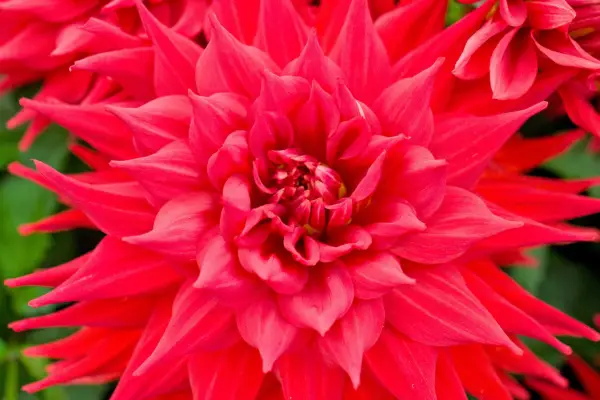 Dahlia ‘Kenora Valentine’. Getty Images
