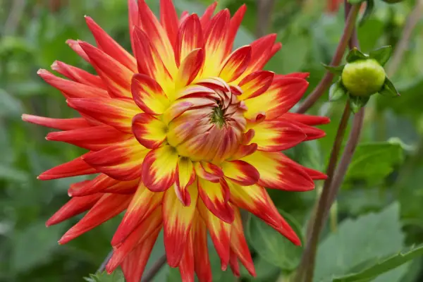 Dahlia ‘Bora Bora’