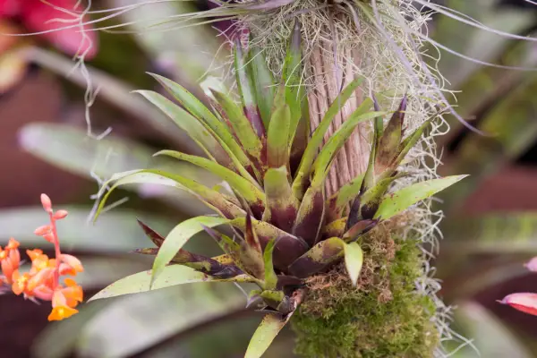 에어 플랜트를 돌보는 완전한 가이드