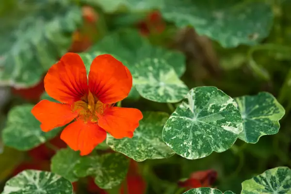 Fast-growing climbers - Nasturtium