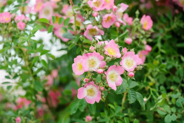 Fast-growing climbers - Rambling rose