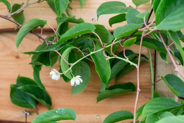 Fast-growing climbers - Kiwi