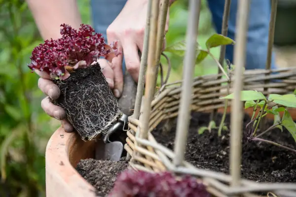 Planting the lettuce
