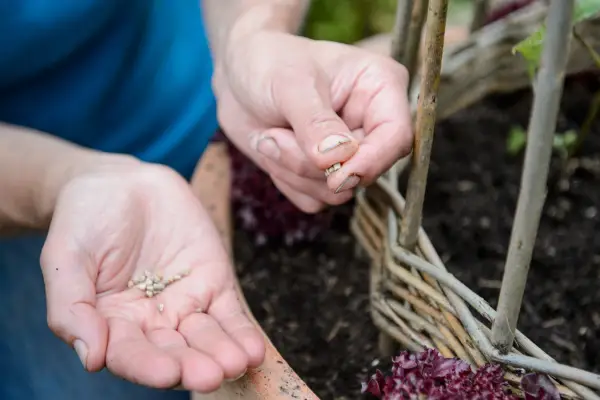 Sowing spinach seed in the gaps