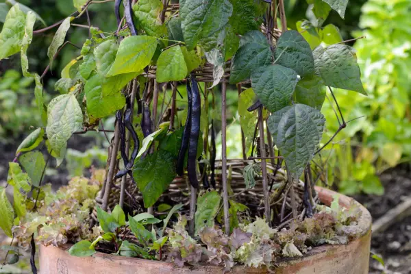 Fransk bønne og salatbeholder