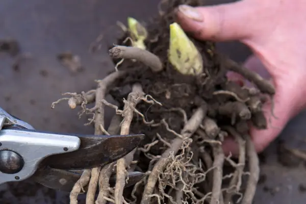 Trimming hosta roots