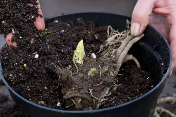 Potting up hosta divisions