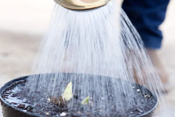 Watering newly planted hosta divisions