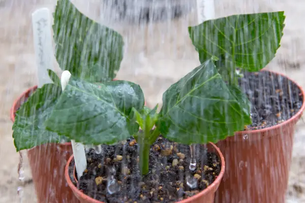 How to take hydrangea cuttings - watering the cuttings