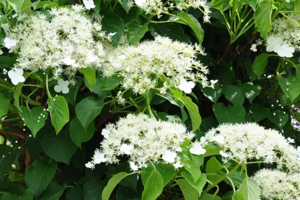 How to grow climbing hydrangeas – Hydrangea anomala subsp. petiolaris. Getty Images