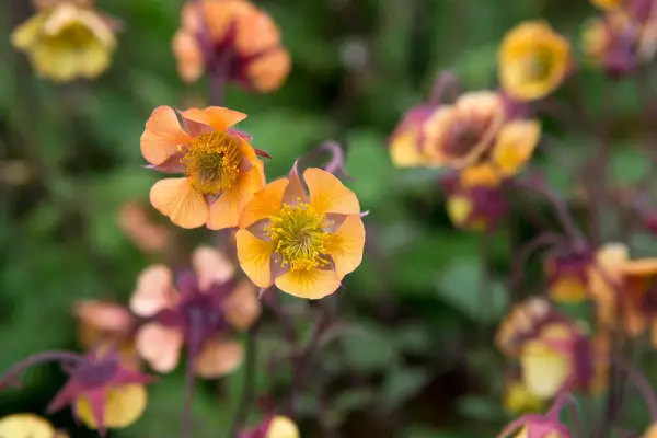 Comment cultiver des geums