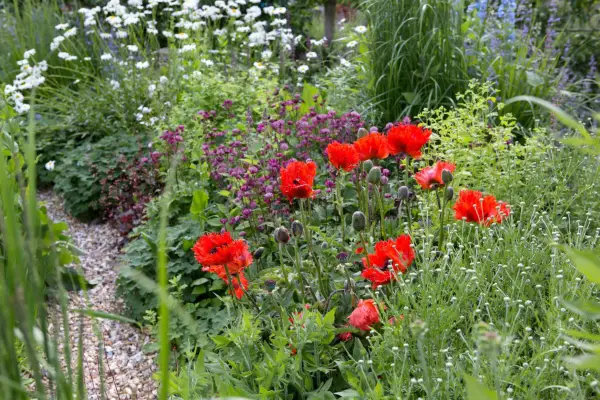 How to grow poppies - oriental poppies looking fantastic in a mixed border