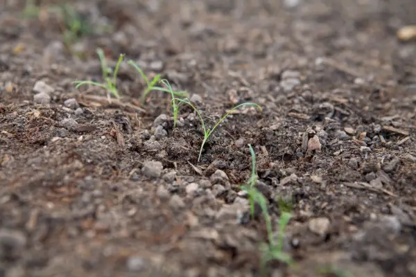 How to grow poppies - a row of poppy seedlings