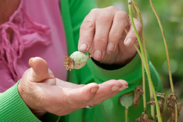 How to grow poppies - collecting poppy seeds from seedheads