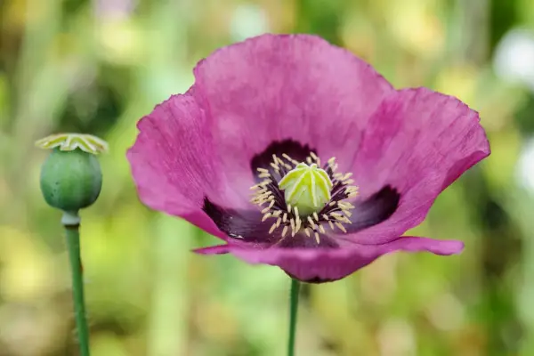 How to grow poppies - opium poppy, Papaver somniferum