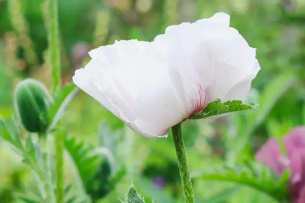 Papaver orientale 