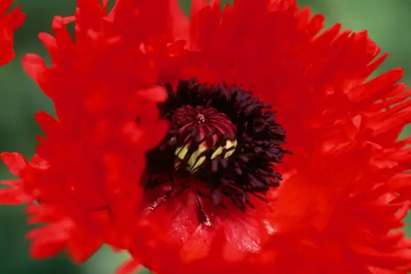 Papaver orientale 