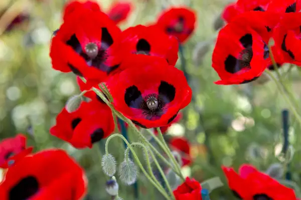 How to grow poppies - poppy 