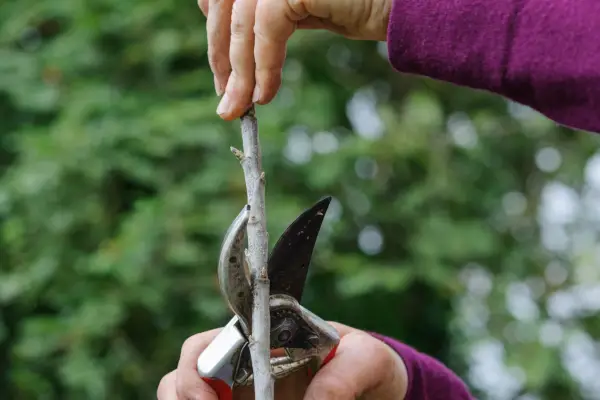 Start pruning after planting