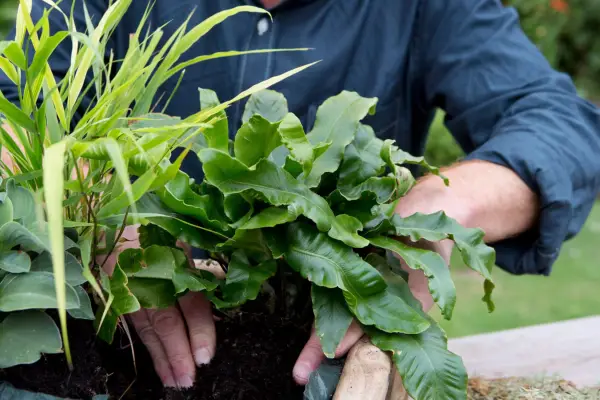 Planting Asplenium Harts tongue fern