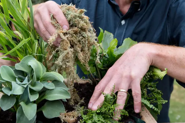 Adding moss as mulch