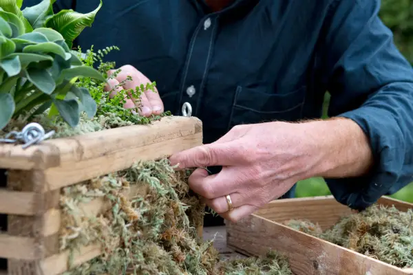 Stuffing in moss into the slats of a hanging basket
