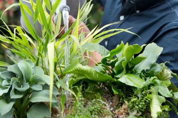 Watering the hanging basket for shade