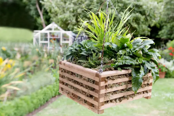 איך לשתול סל תליה לצל