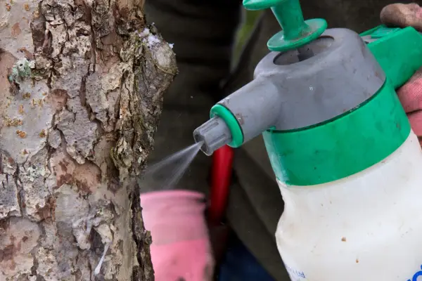Spraying the wash into bark crevices