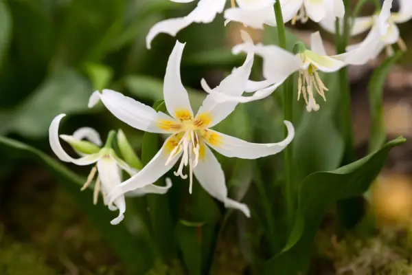 Erythronium 