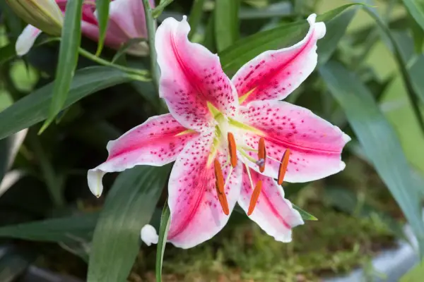 Lilium 