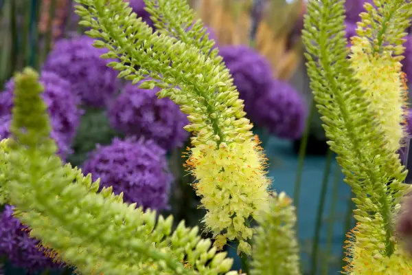 Eremurus 