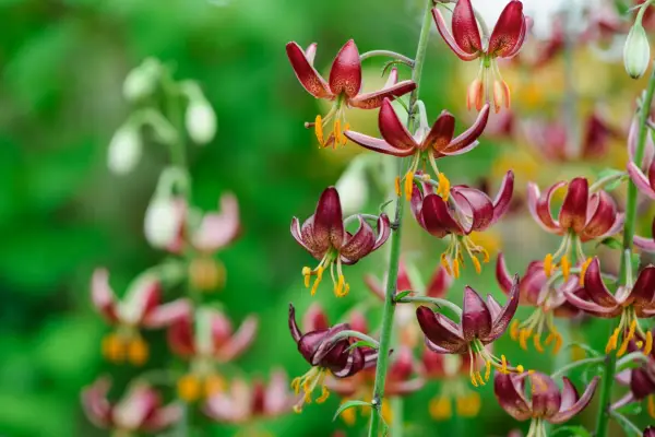Lilium Martagon