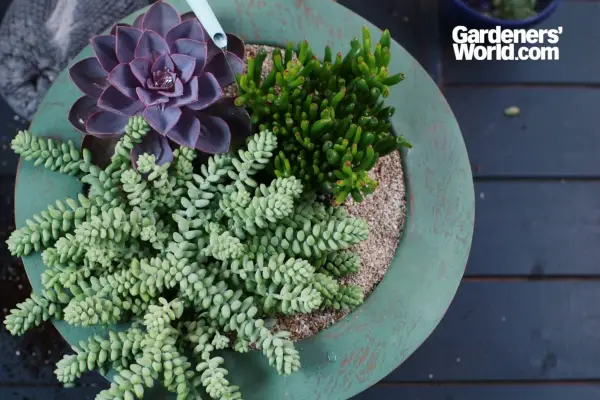 Watering in crassula 