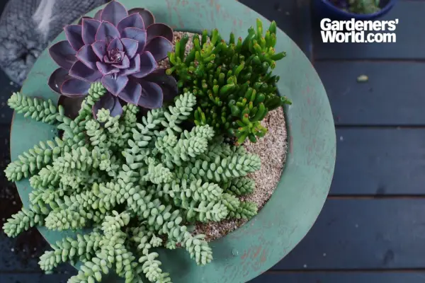 구조적 다육 식물 냄비 디스플레이