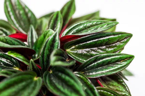 Peperomia caperata. Getty Images.