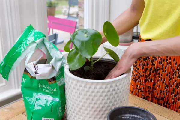 Repotting Peperomia 
