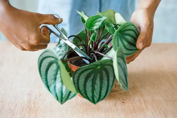 Cutting a leaf from Peperomia argyreia (watermelon peperomia)