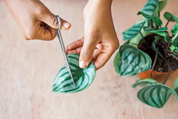 Cutting the peperomia leaf in half