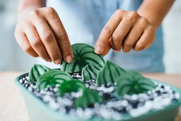 Inserting the leaf into the compost.