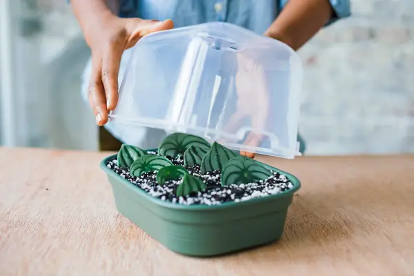 Covering the tray with a lid until cuttings have rooted.