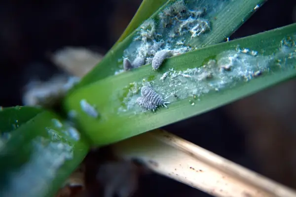 Mealybugs and their white secretion on leaves