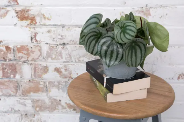 Peperomia argyreia, watermelon peperomia